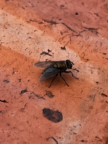 Unknown species found near Central Campus Dr, San Antonio, TX, US