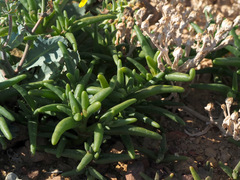 Mesembryanthemum cryptanthum