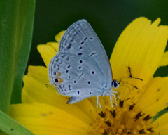 Cupido comyntas texana