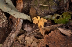 Dendrosphaera eberhardtii