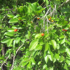 Salacia chinensis