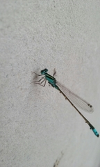 Ischnura capreolus