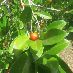 Salacia chinensis