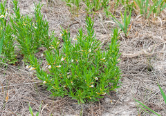 Gratiola officinalis