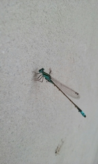 Ischnura capreolus