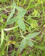 Trifolium alpestre