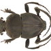 Spider Dung Beetles - Photo (c) Udo Schmidt, some rights reserved (CC BY-SA)