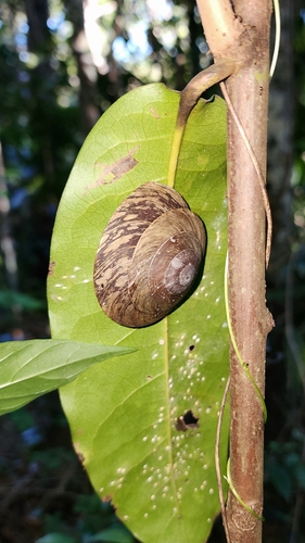 Caracolus caracolla