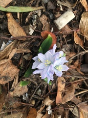 Scilla mischtschenkoana