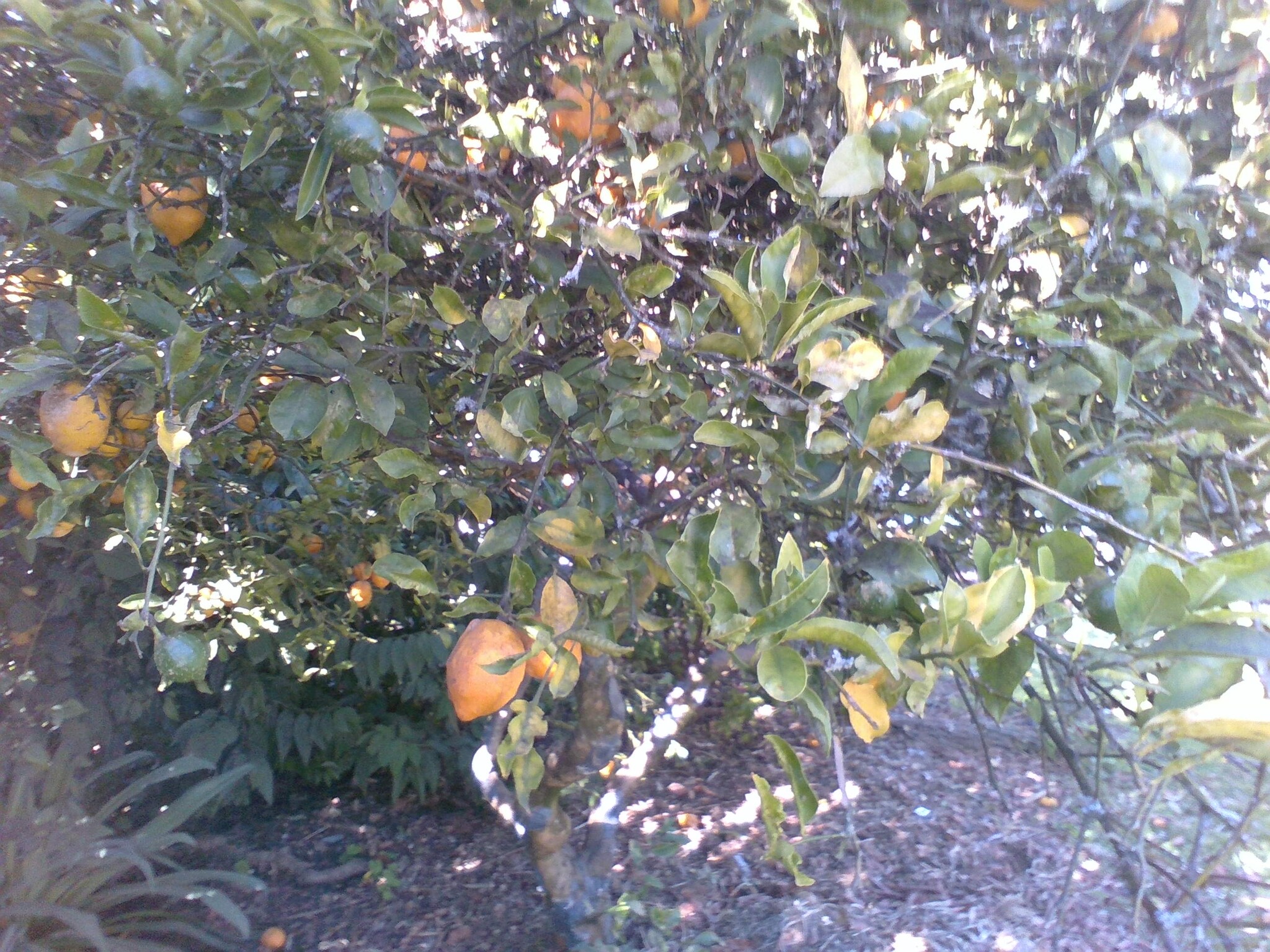 Citrus Tree - Slide 6