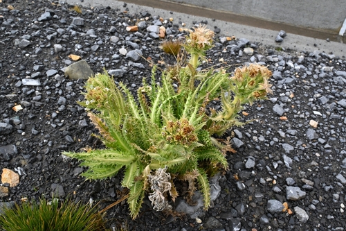 Perezia multiflora multiflora