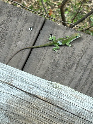 Anole