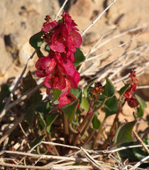 Rumex cyprius