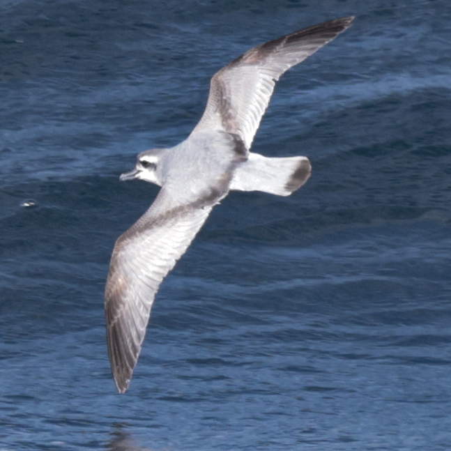 Salvin's Prion (Pachyptila salvini), photo 1