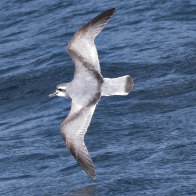 Salvin's Prion (Pachyptila salvini), photo 2