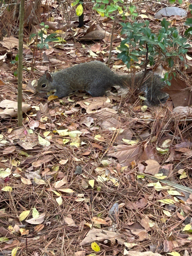 Eastern Gray Squirrel