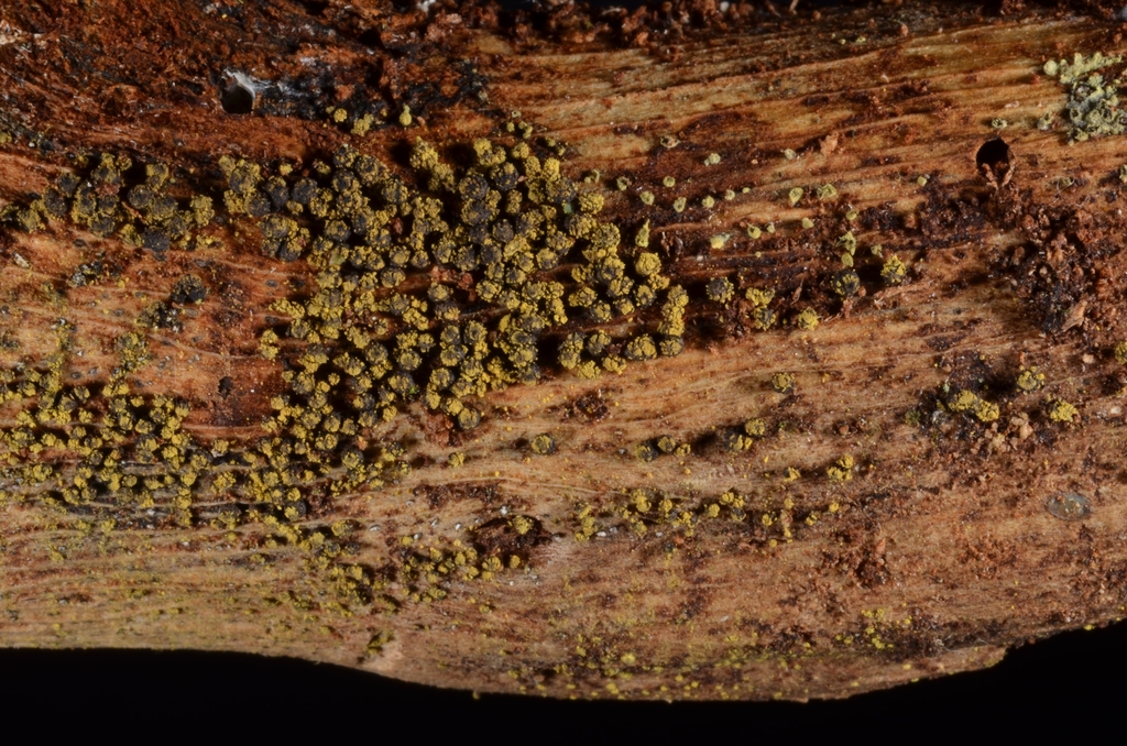Stilbohypoxylon
