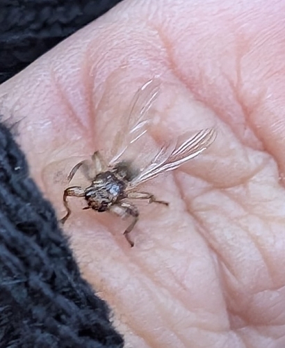 Unknown species found near Strafford, NH, USA