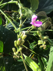 Canavalia cathartica