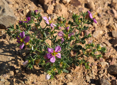 Fagonia mollis
