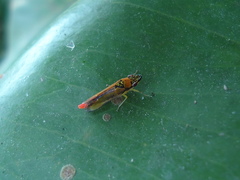 Acrogonia terminalis