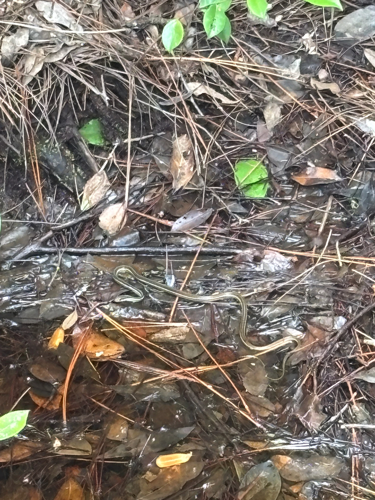 Common Ribbon Snake from Waycross, GA, US on July 8, 2025 at 01:21 PM ...