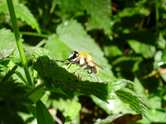 Criorhina floccosa