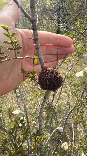 Unknown species found near Blue Diamond, NV, US