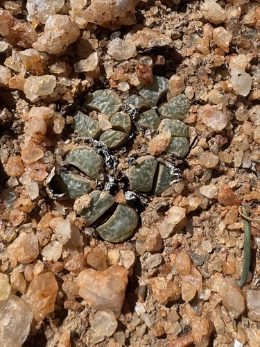 Lithops helmutii L. Bolus 3