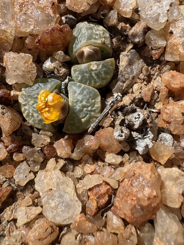Lithops helmutii L. Bolus 4