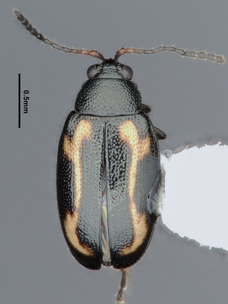 Western Striped Flea Beetle