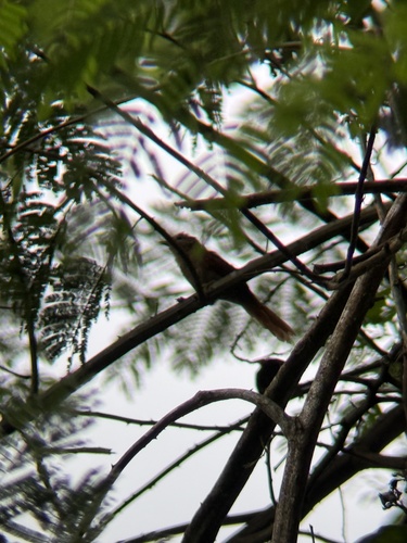 Plain Softtail (Thripophaga fusciceps)