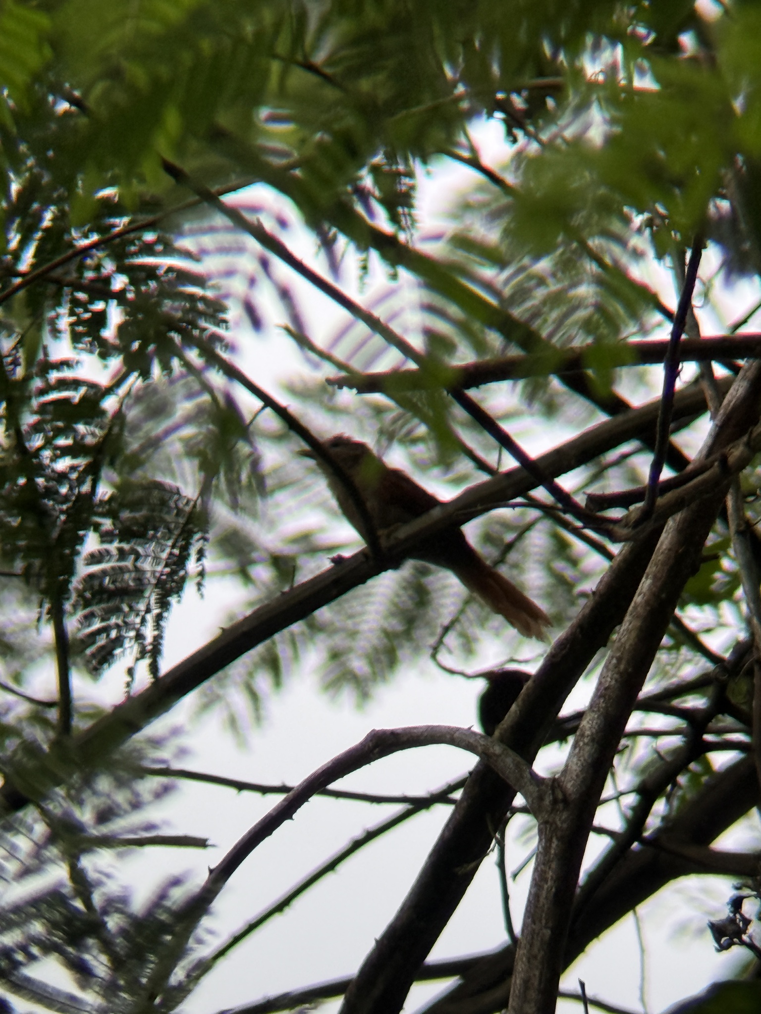 Plain Softtail (Thripophaga fusciceps), photo 1