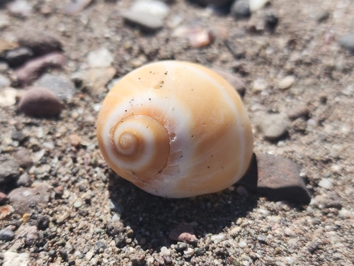 Polinices bifasciatus, 2026-02-19