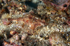 Eurypegasus draconis