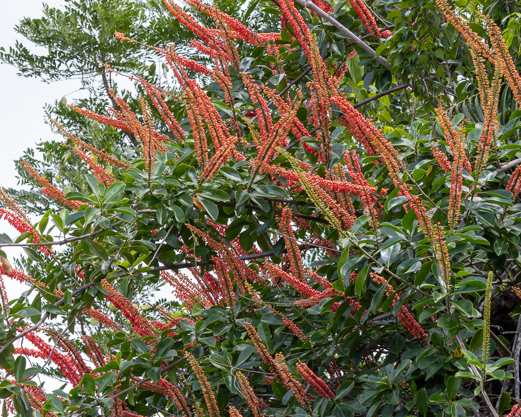 Norantea guianensis