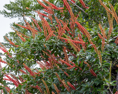 Norantea guianensis, photograph author not stated, no rights reserved
