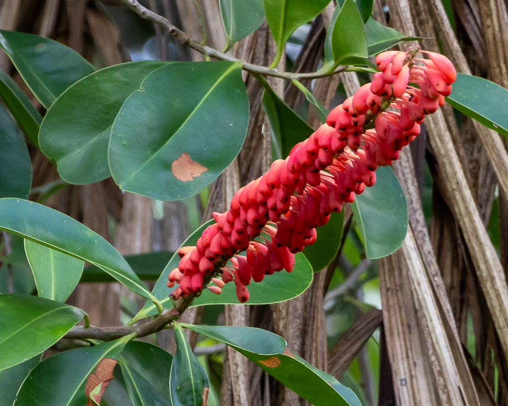 Norantea guianensis