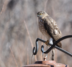 Sharp-Shinned Hawk photo 3