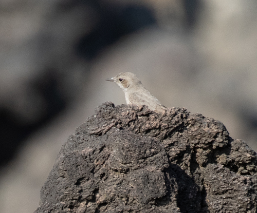 Sombre Rock Chat (Oenanthe dubia), photo 3