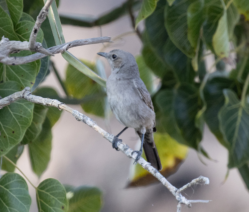 Sombre Rock Chat (Oenanthe dubia), photo 2