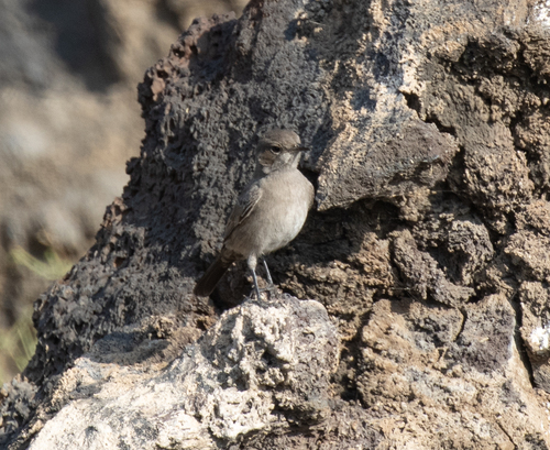 Sombre Rock Chat (Oenanthe dubia)