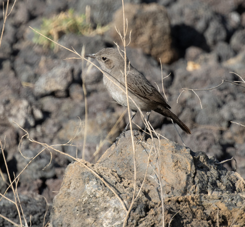 Sombre Rock Chat (Oenanthe dubia), photo 4