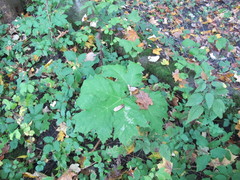 Heracleum mantegazzianum