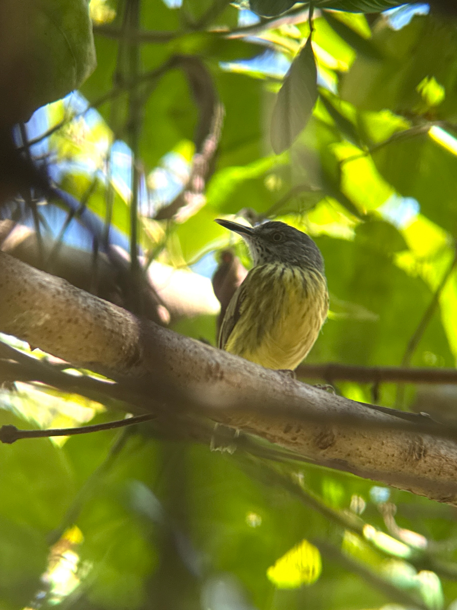Spotted Tody-Flycatcher (Todirostrum maculatum), photo 3