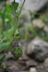 Physalis chenopodifolia