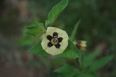Physalis chenopodifolia