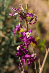 Matthiola longipetala livida