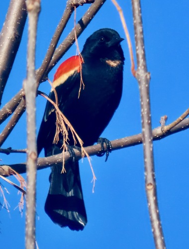 Red-winged Blackbird