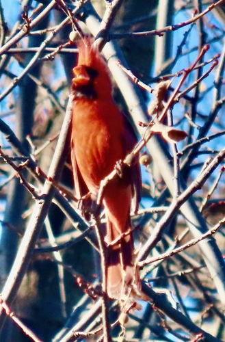 Northern Cardinal